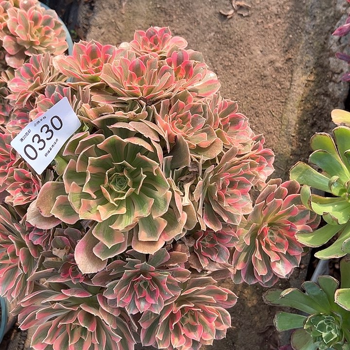 0330女妖多肉植物