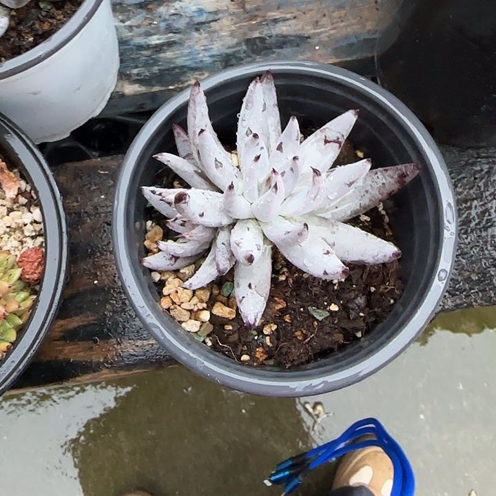 青蛙王子儿童牙膏套装11