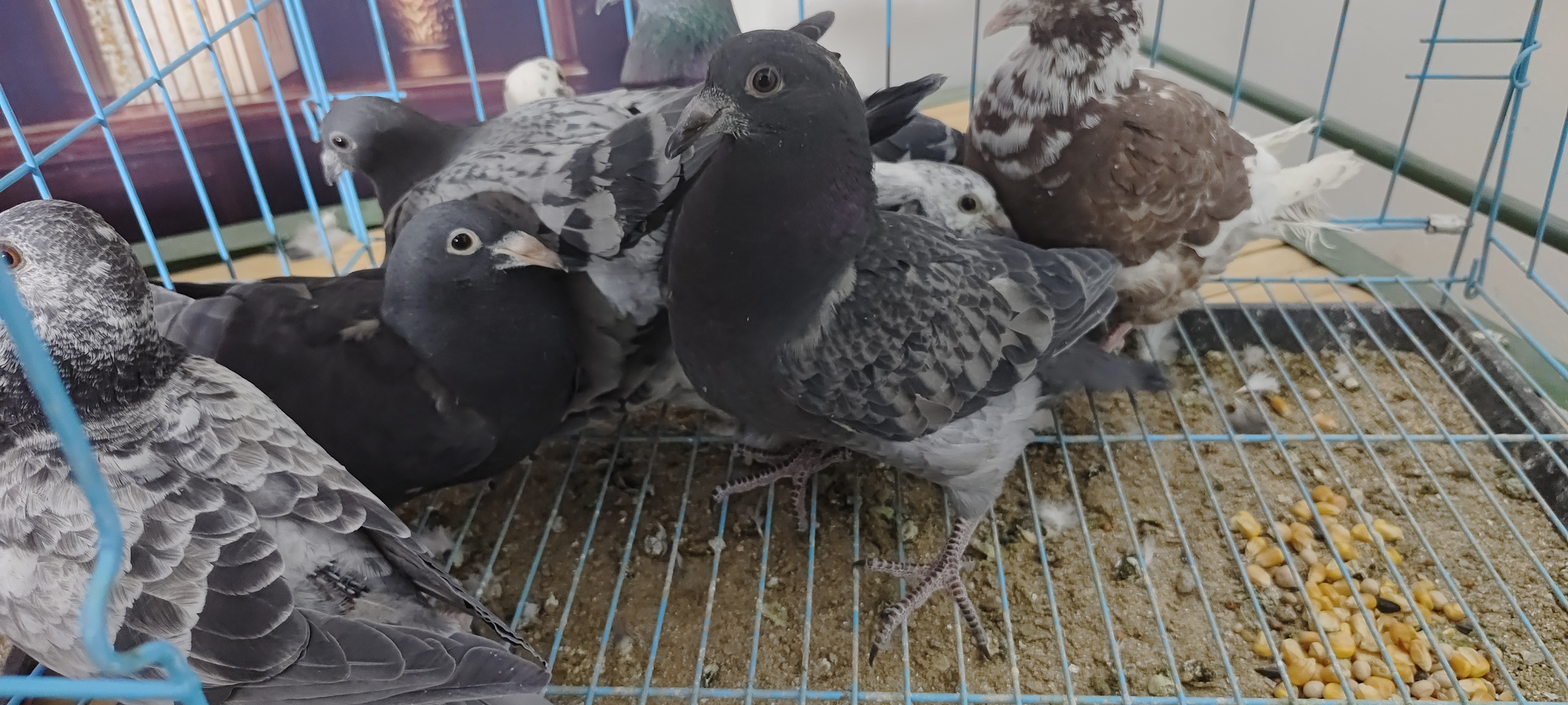 信鸽幼鸽成绩鸽后代草窝两只