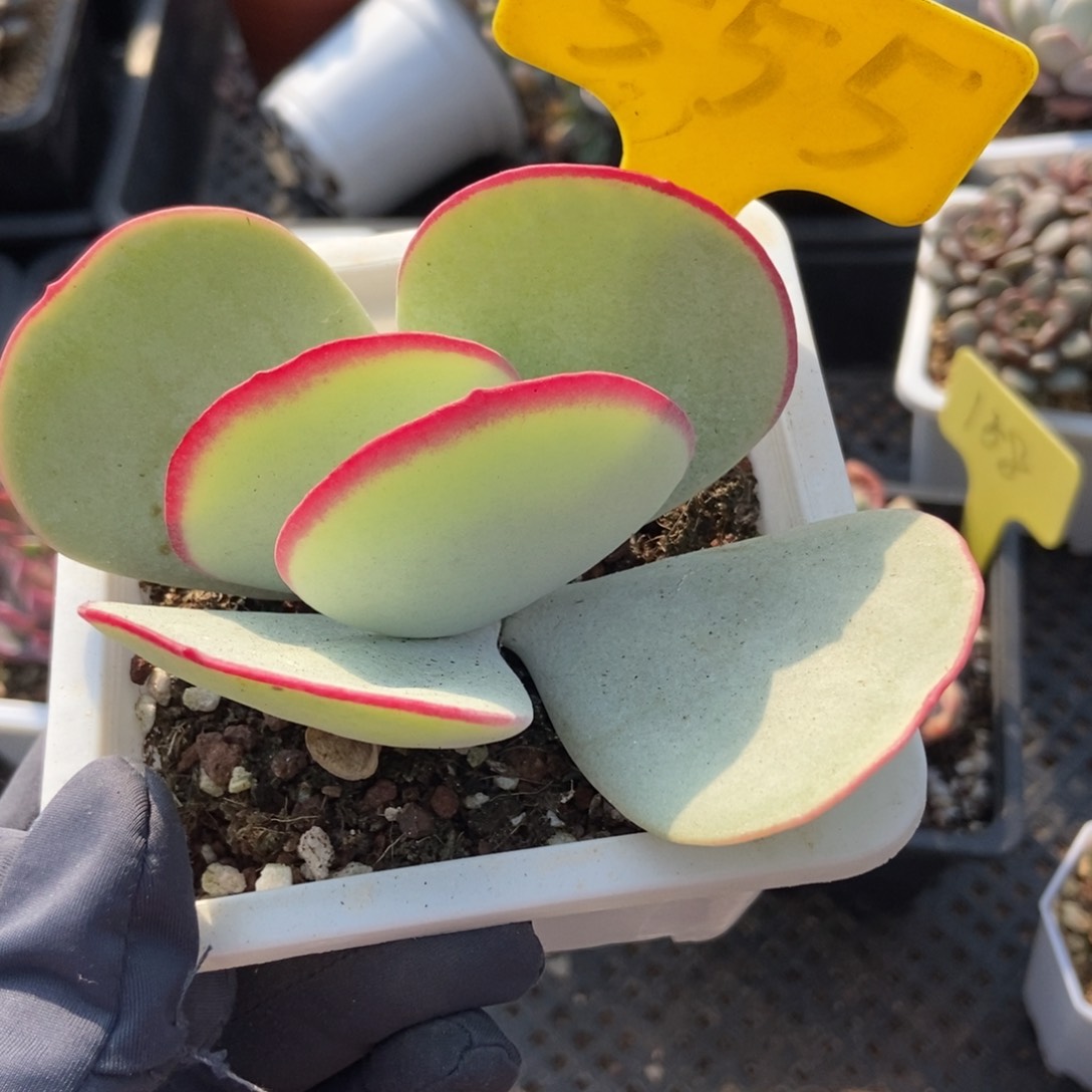 555白眉多肉植物