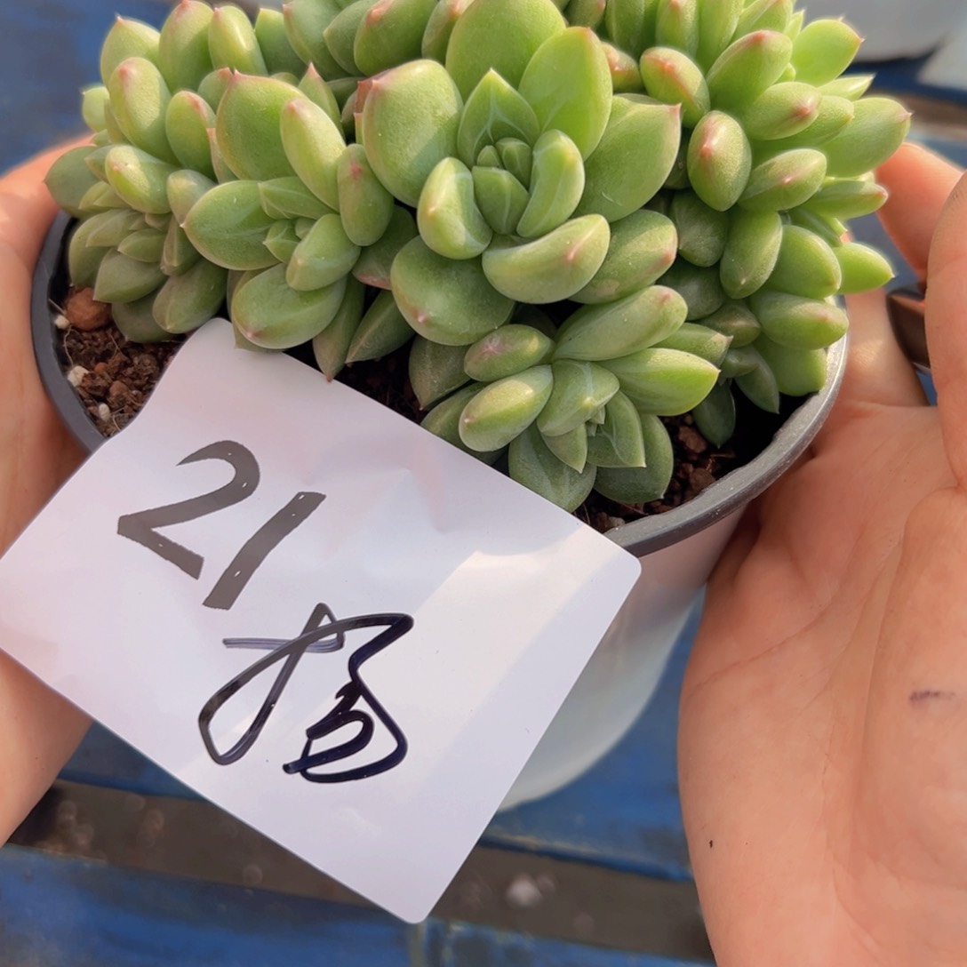 ?****?21？想彼此彼此必小姐拒绝聚聚
