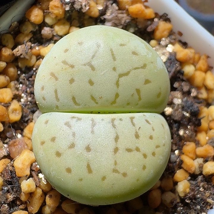 生石花1111111。   215