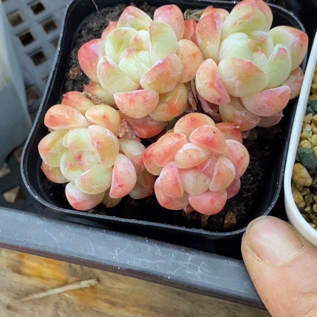 精品多肉一物一拍不包整172