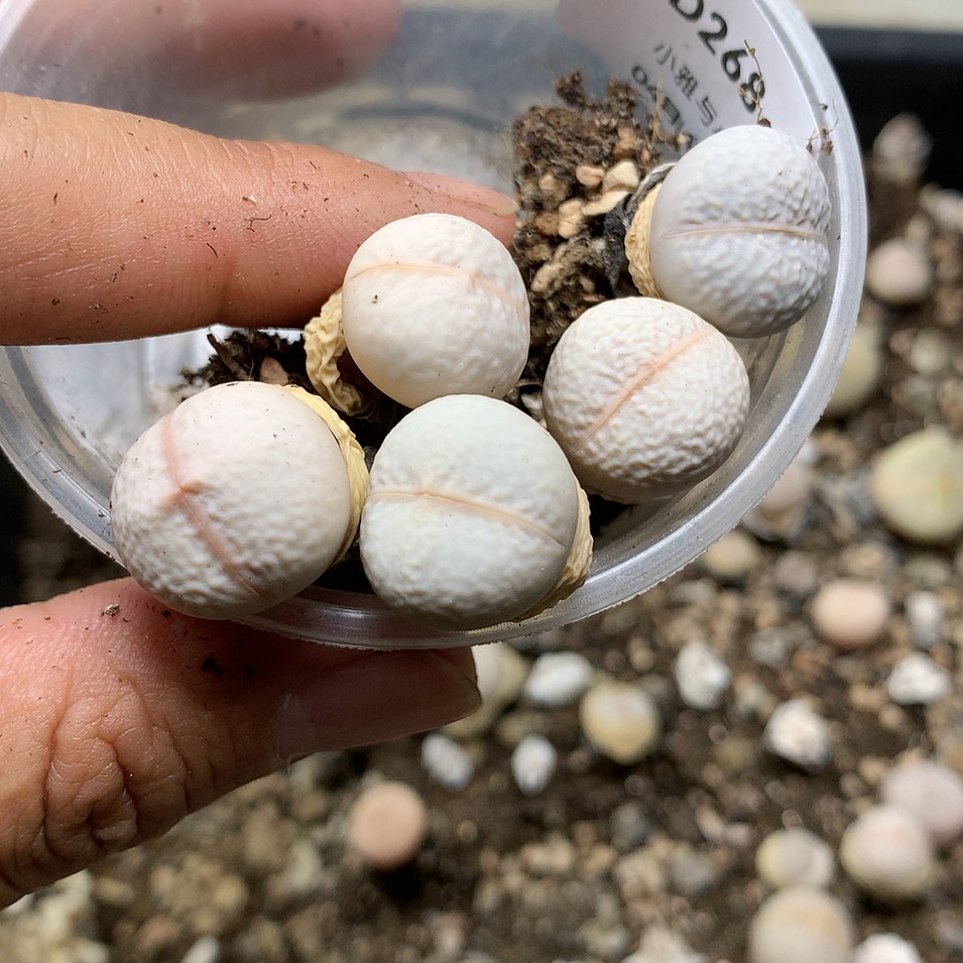 ᥫ****D268多肉植物保护