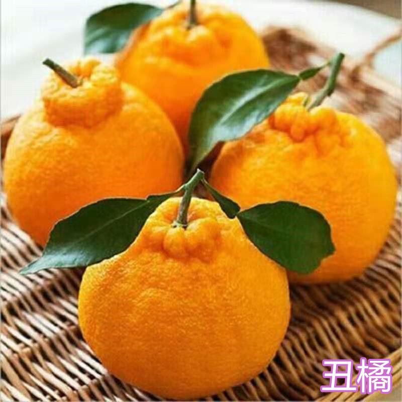 不知火树苗丑柑苗丑橘苗春见耙耙柑苗明日见柑橘苗甘平苗沙糖橘苗