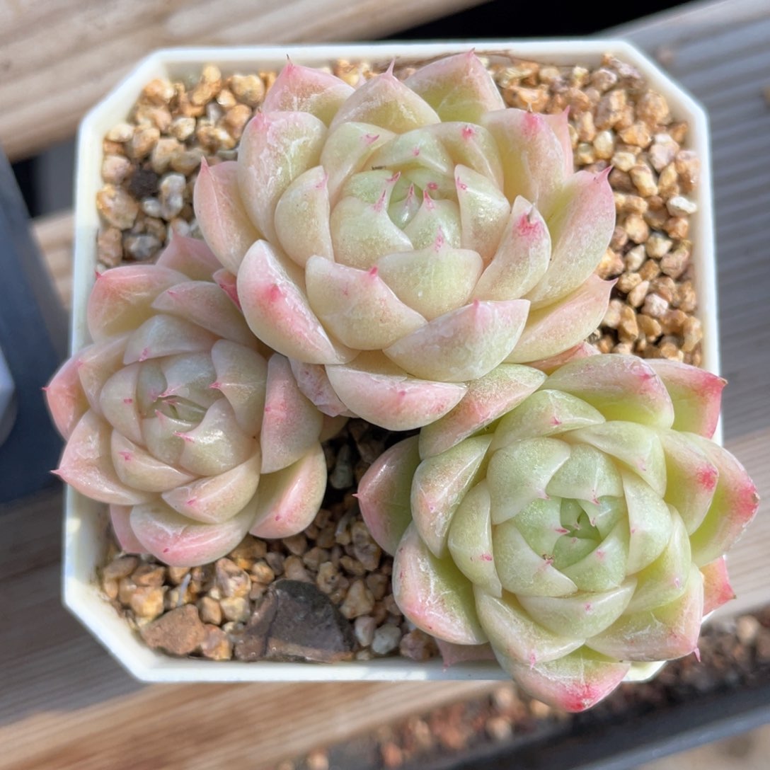优选麦杆福利1179