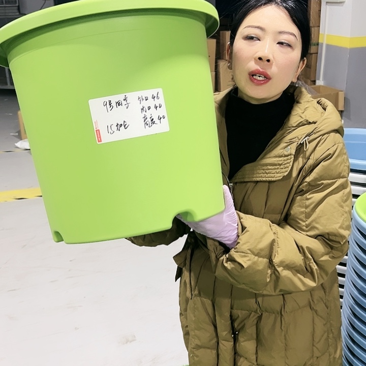 特价9号四季口46高40果绿4只无托