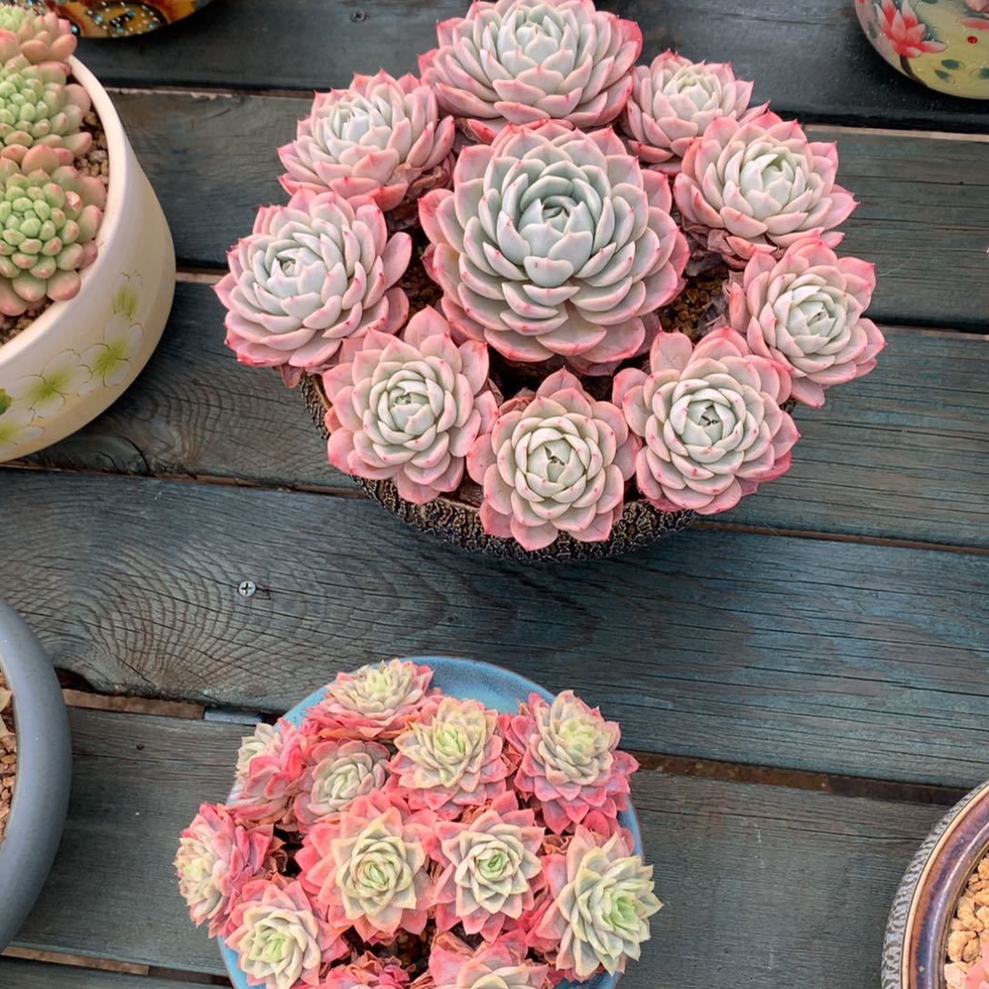 芬***蓉一物一拍一物一拍