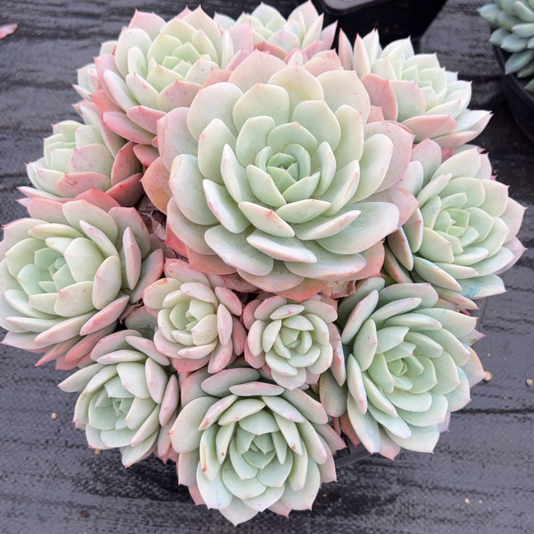 一***呀恋曲多肉一物一拍