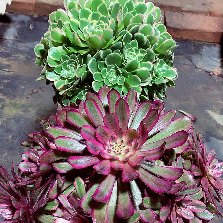 紫霞和白凤，多肉植物