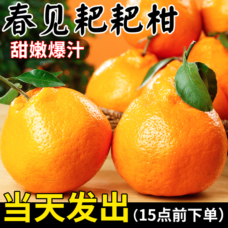【现货速发】正宗四川春见耙耙柑新鲜水果粑粑柑橘子当季丑桔八怪