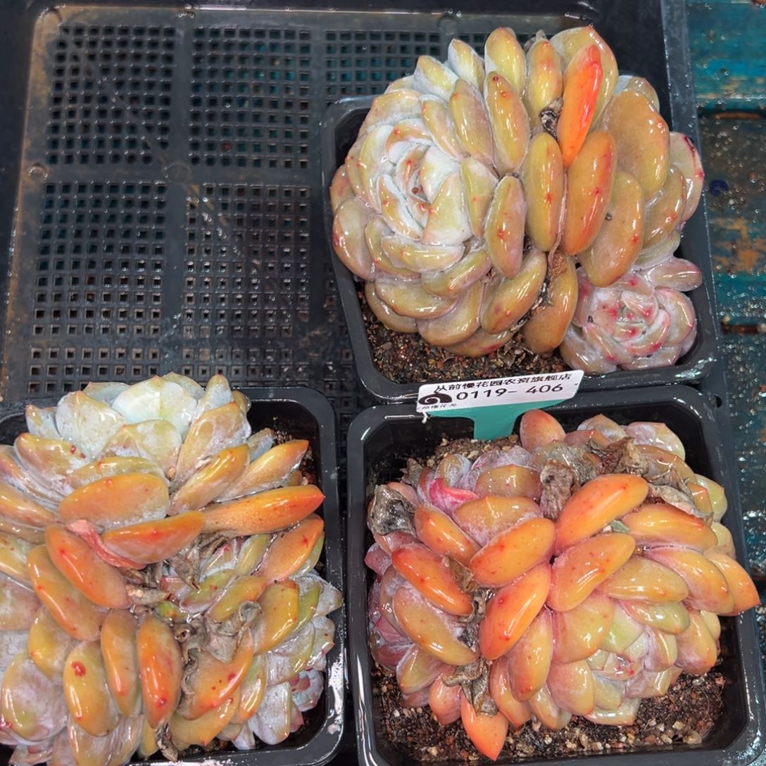 从前慢多肉精选编号0119.406