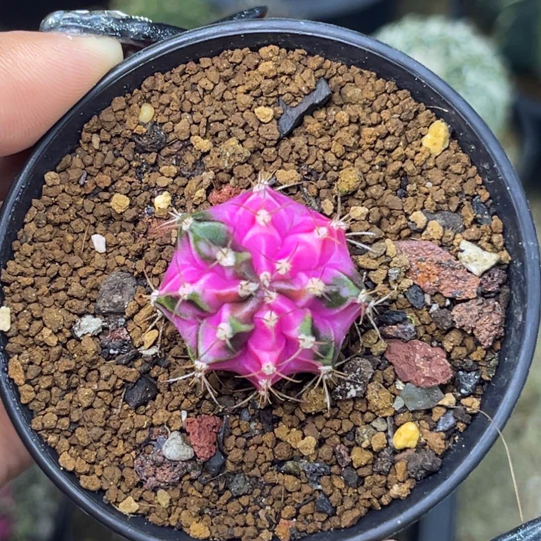 侧牙米哈锦 带盆土发货