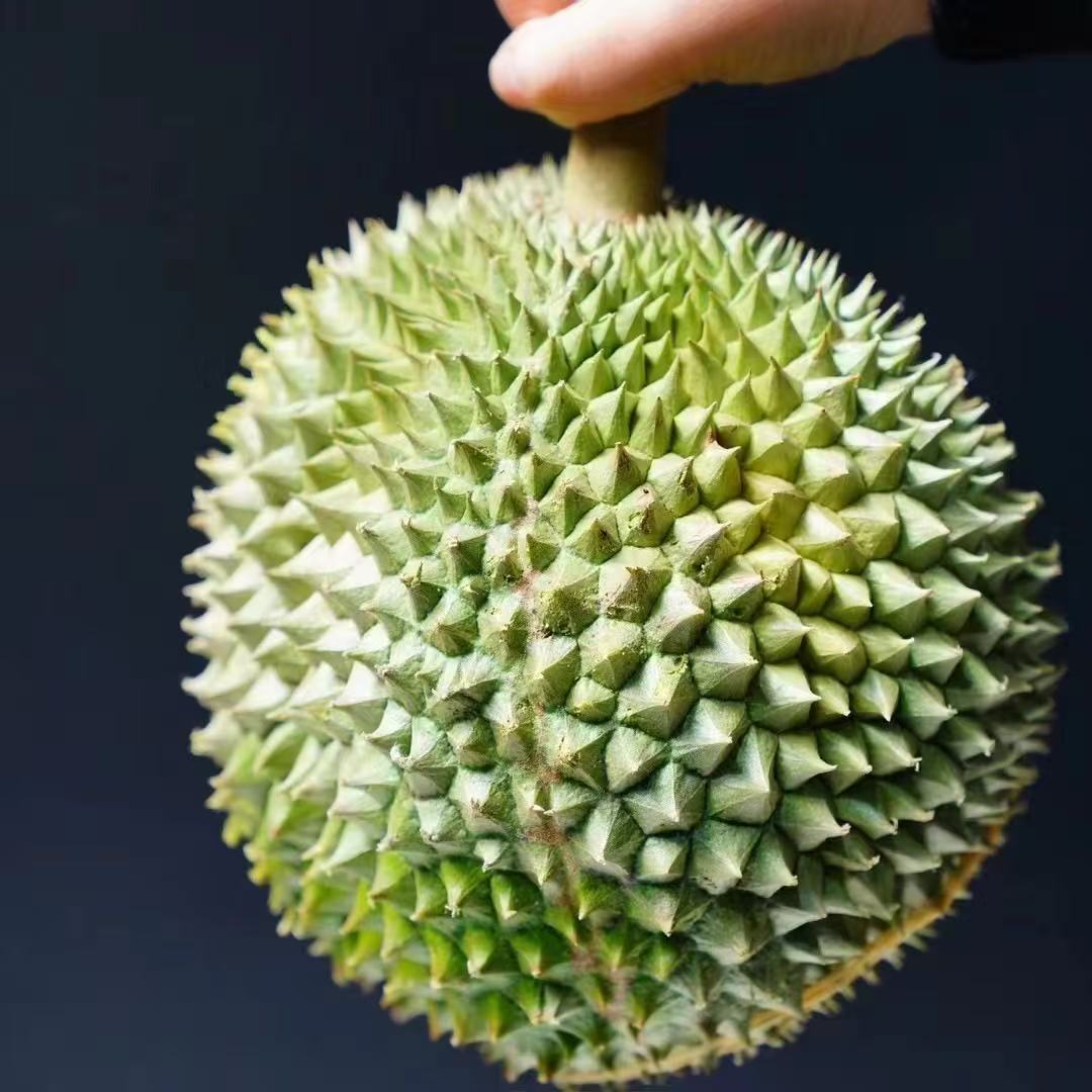 2区【一物一拍】D200黑刺鲜果AA/A果（4-5房)