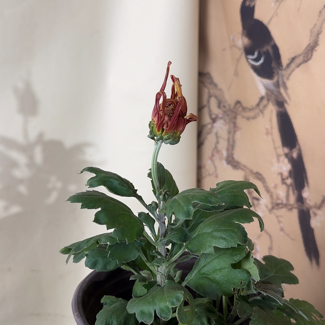 全部花朵D11111111