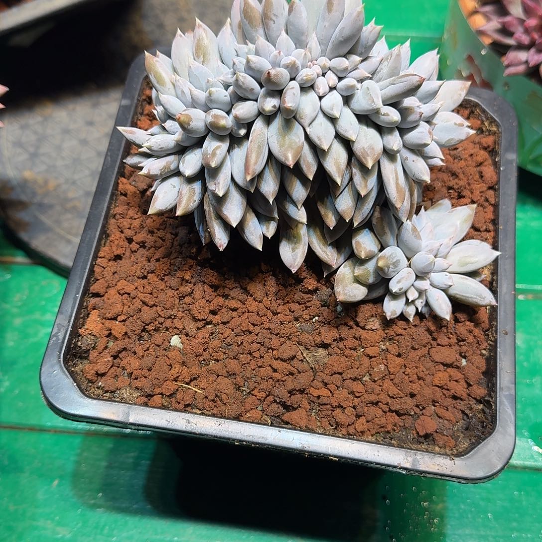 多肉植物多肉植物