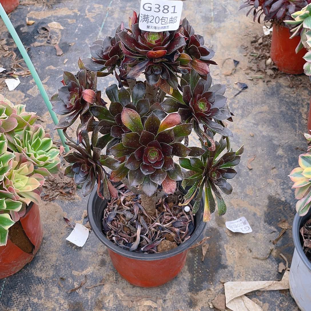 381灰法师多肉小损不包