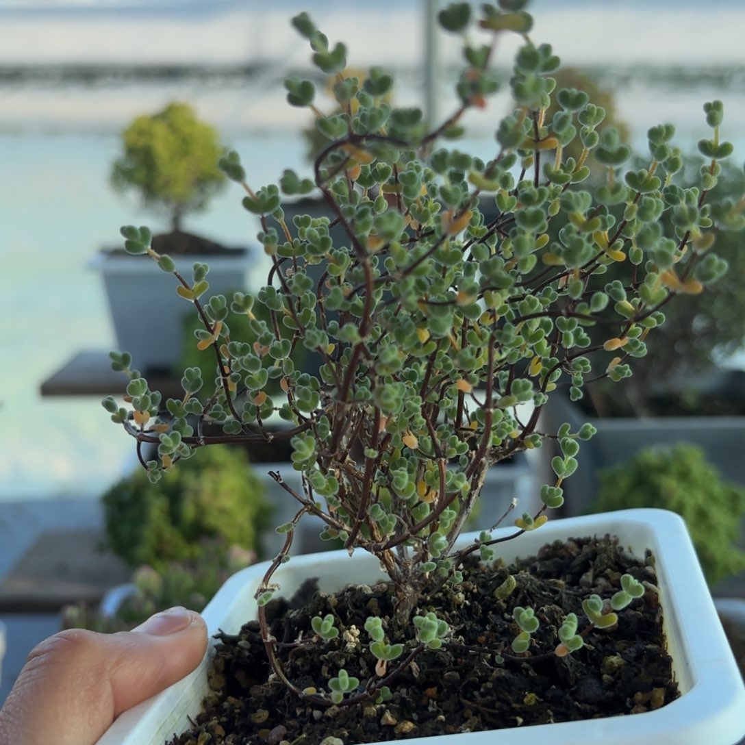 393莱斯枝干番杏福利