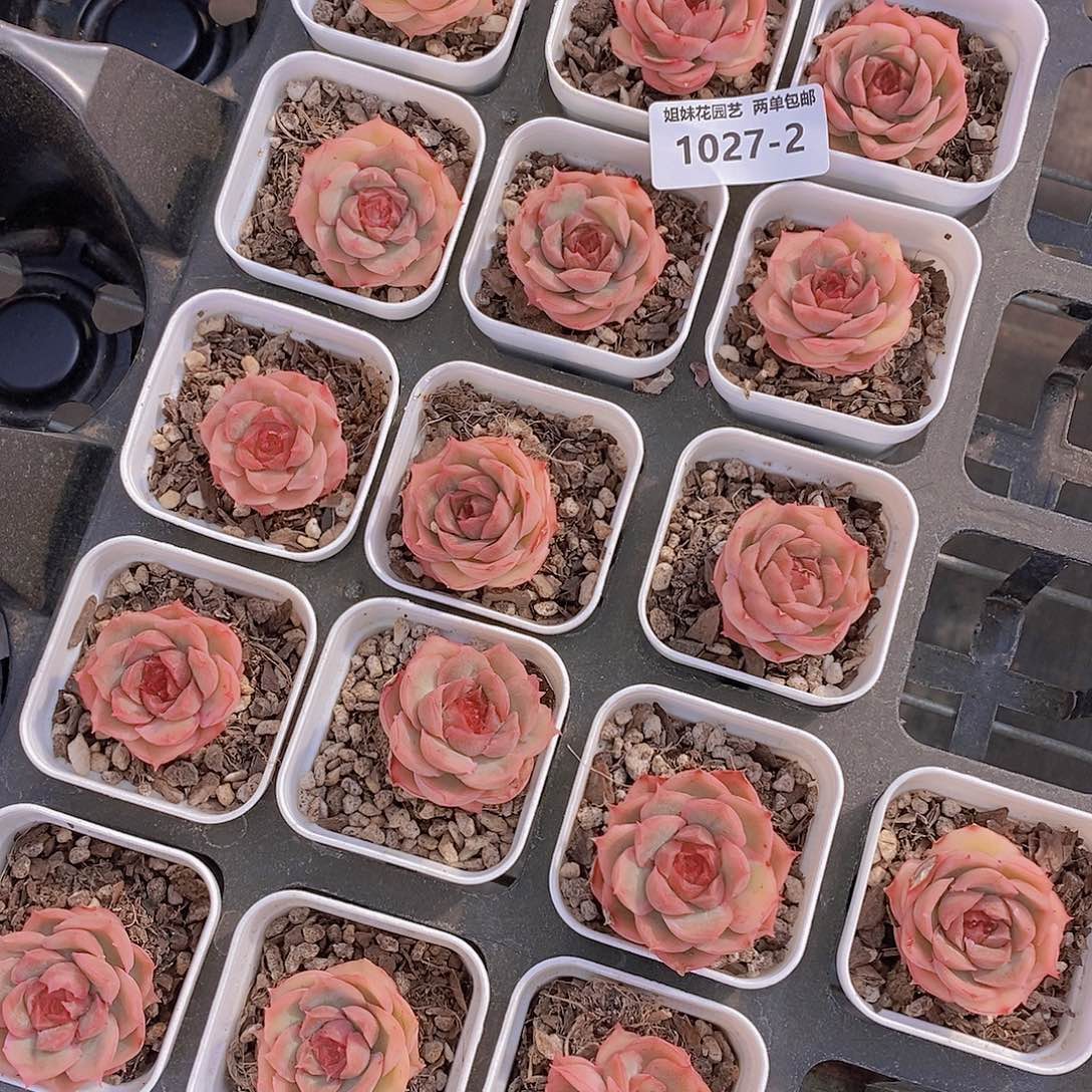 1027-2-虾饺小单头福利一颗量拍