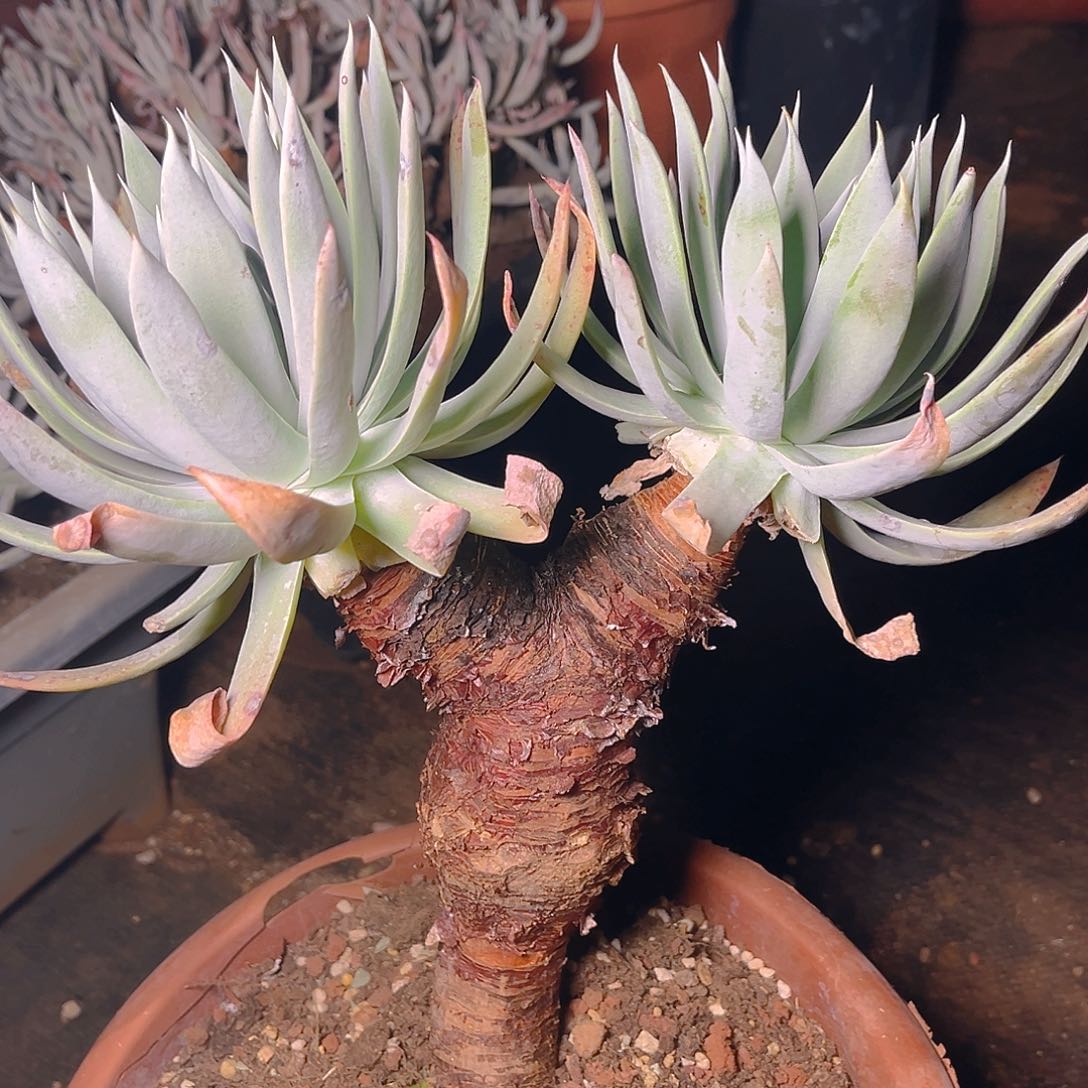 刘丹雪山大佬装群生