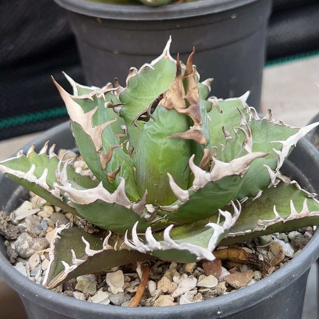 红猫一物一拍偏远不包邮不退不换