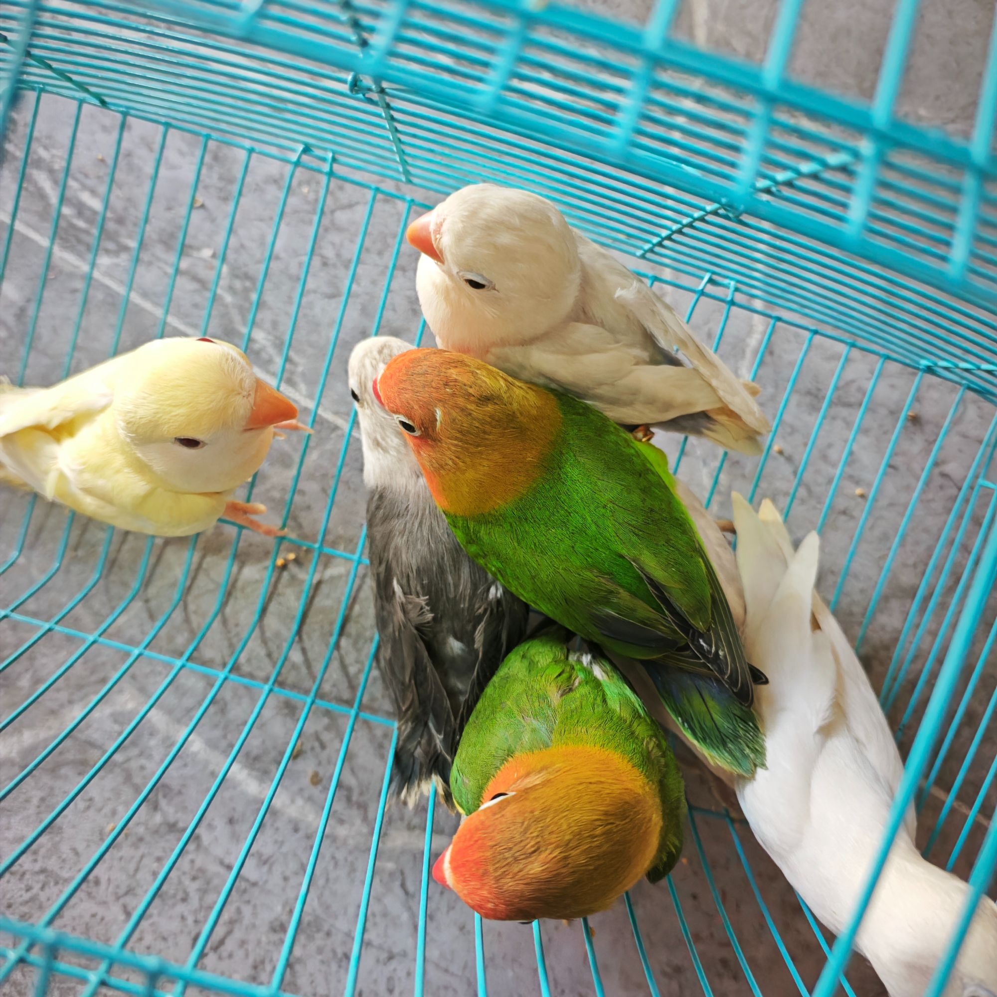 手养亲人牡丹鹦鹉