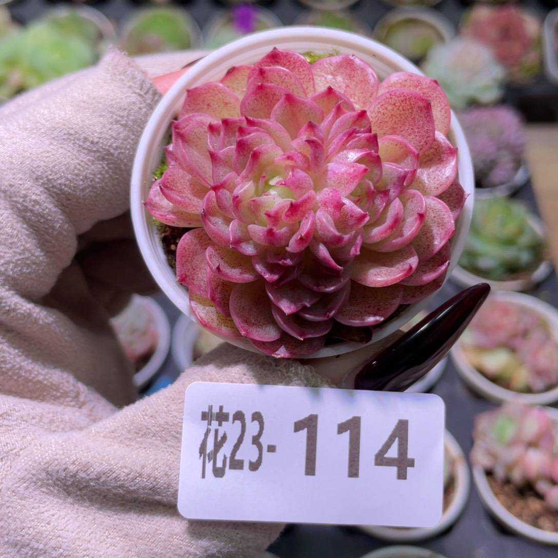 花利美23-114麦秆