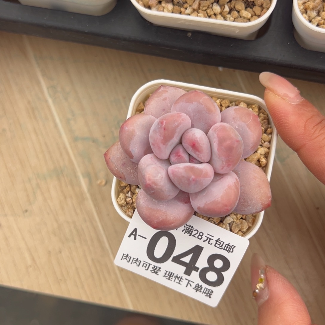 香水奶多肉多肉多肉多肉多肉