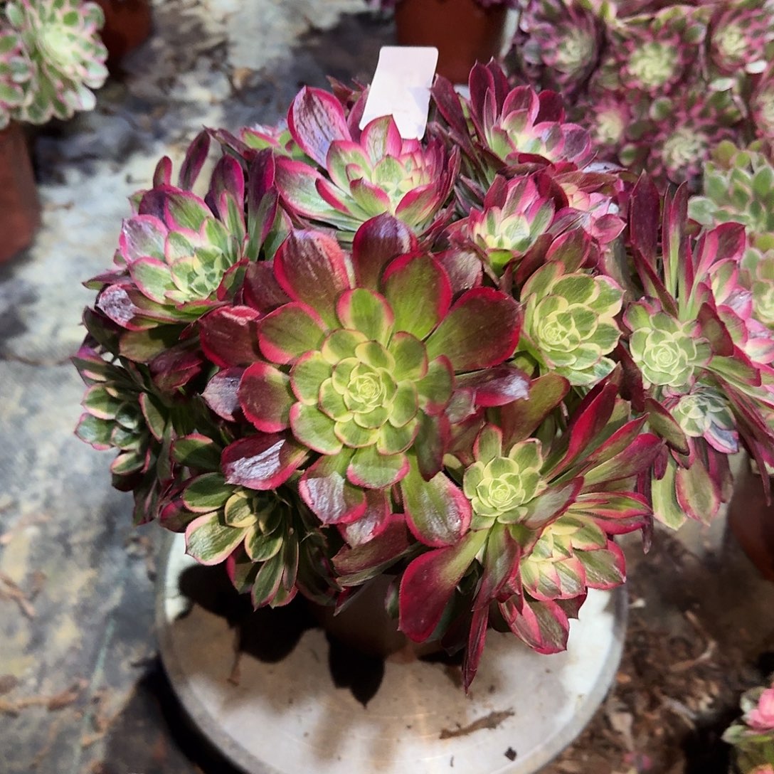 多肉植物粉体海王621