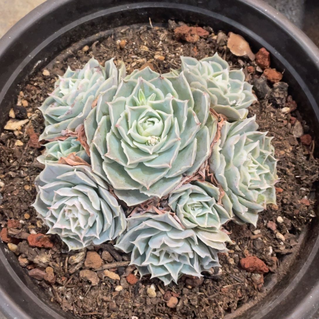 蓝丝绒冠幅13 公分一物一拍