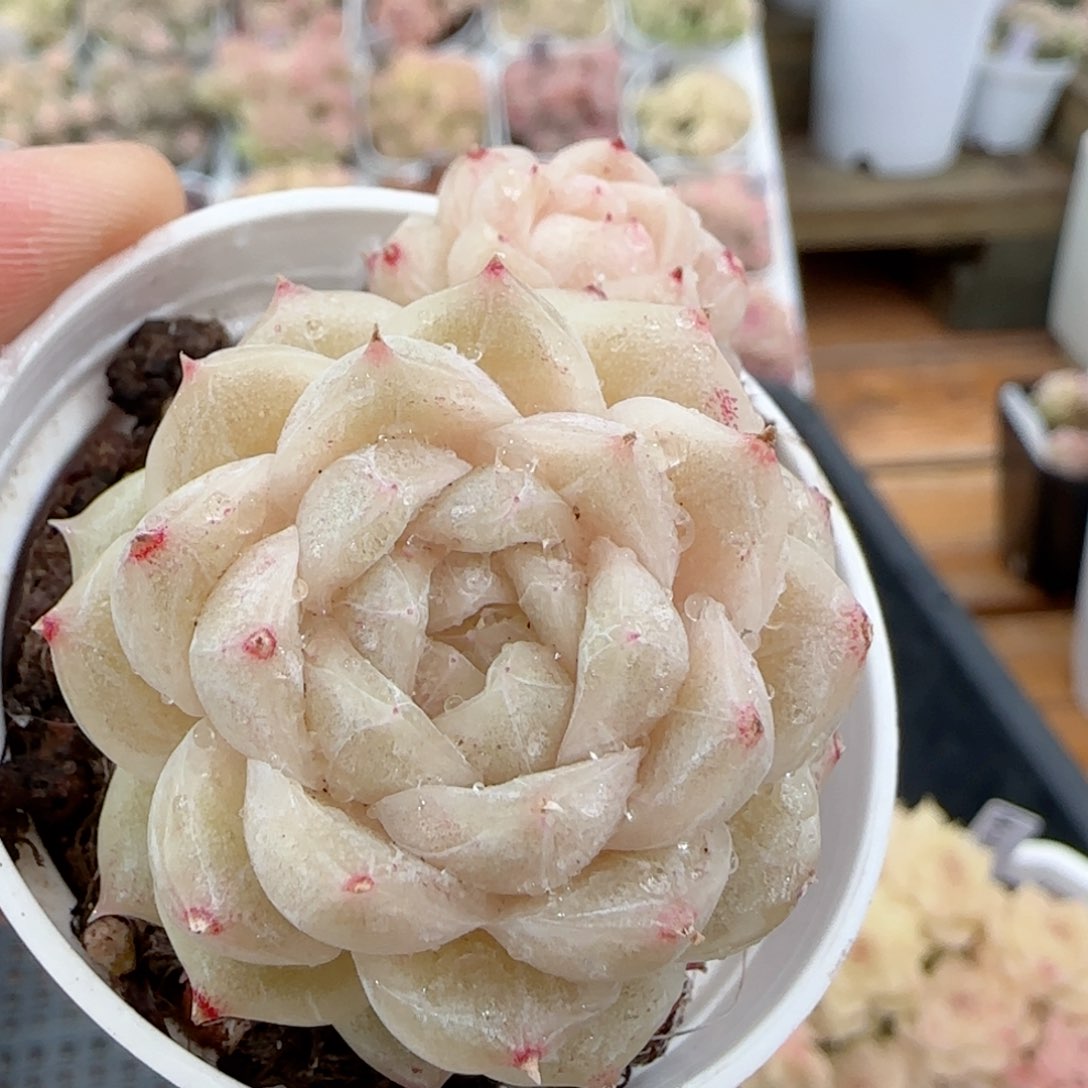 【闪购商品】0127-31