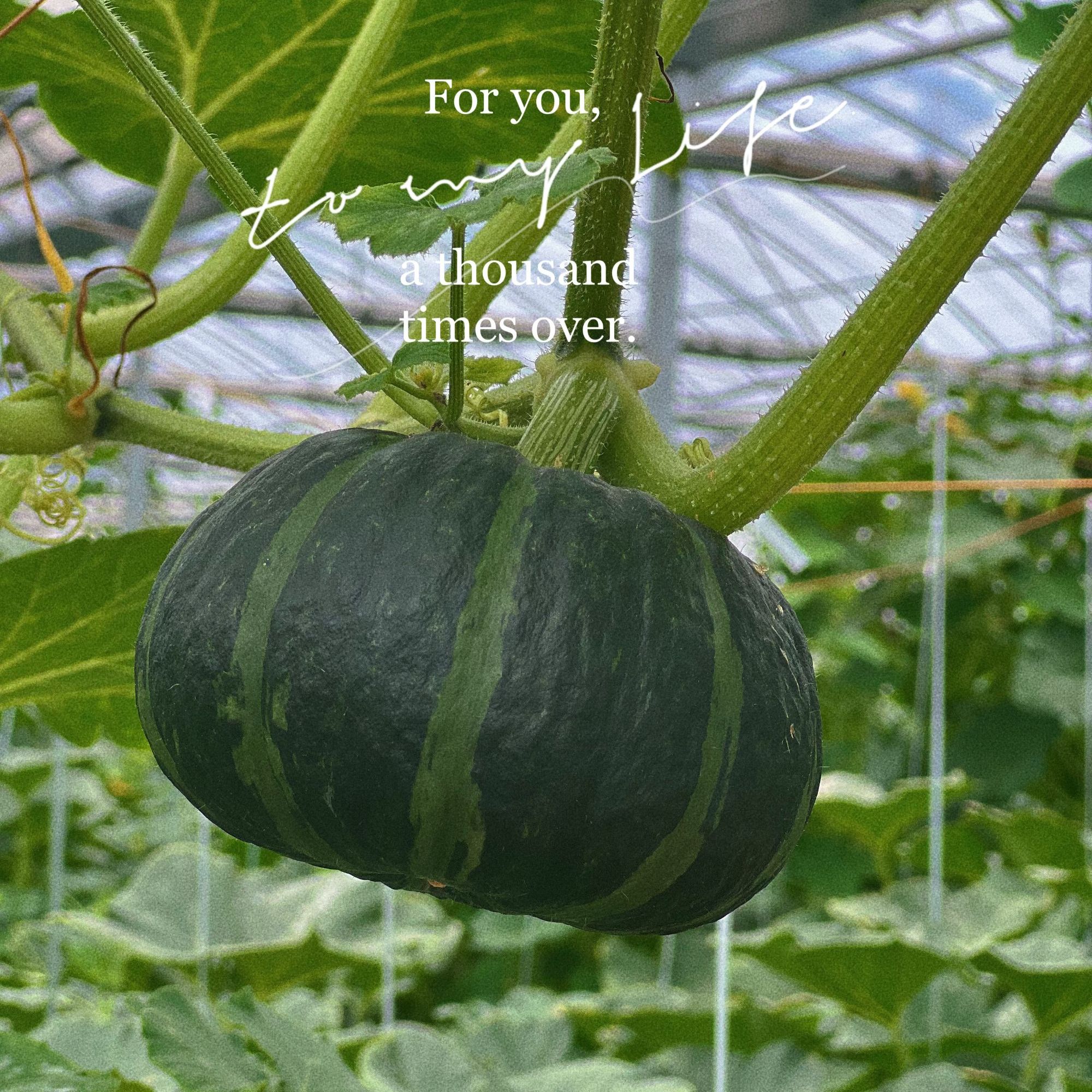 【普禾农场】惠和一号贝贝南瓜有机种植软糯香甜栗香