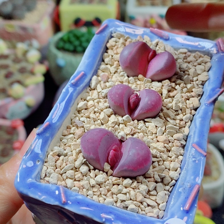 游***鱼生石花花花花花花花花226