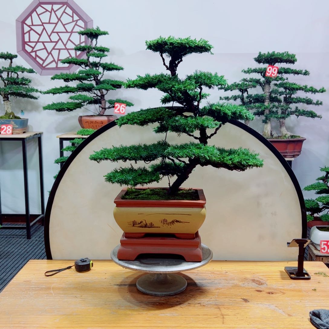 老桩盆景原生桩龙爪松