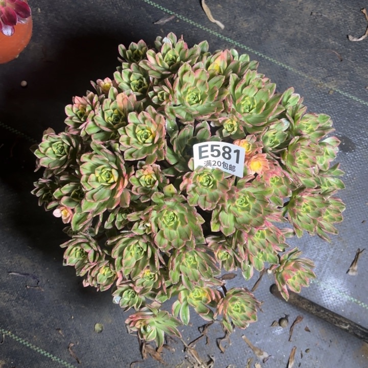 瑞妈一物一拍581不包断枝