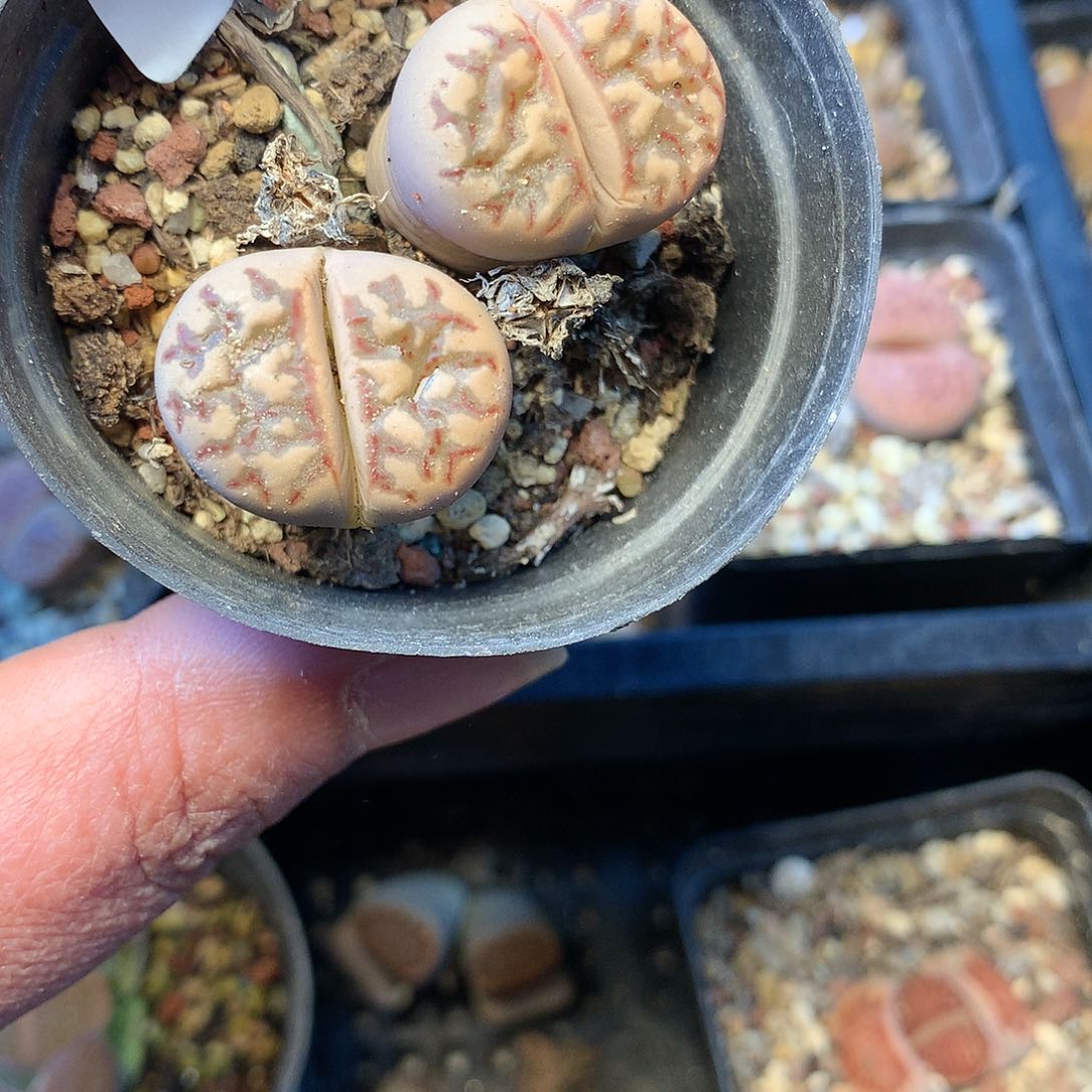 C84多肉植物保护研究所