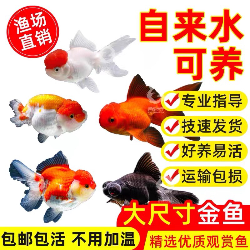 大金鱼 7尾 观赏鱼 包邮发货 品种混搭 6-8公分