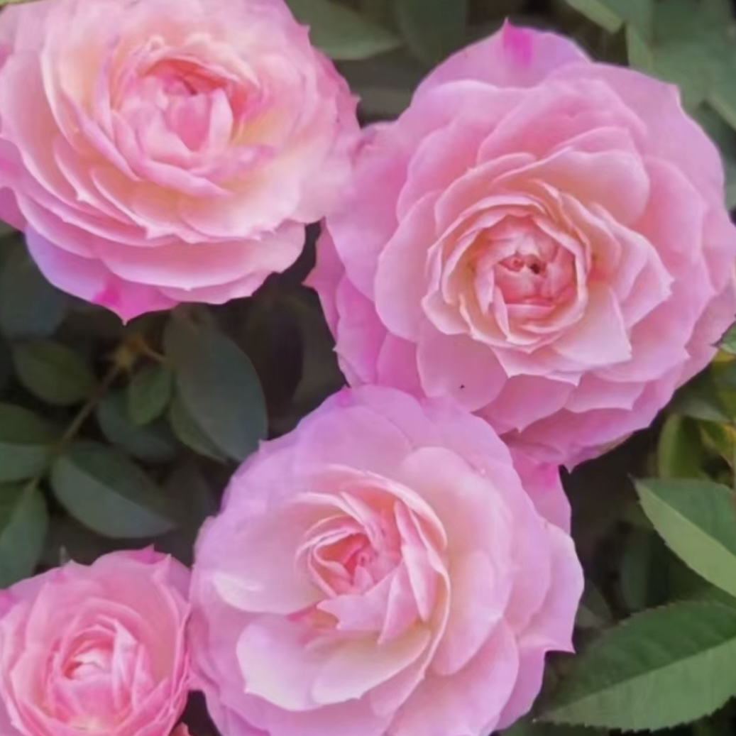 小老虎花卉桃花扇月季丛生盆栽原盆原土发货