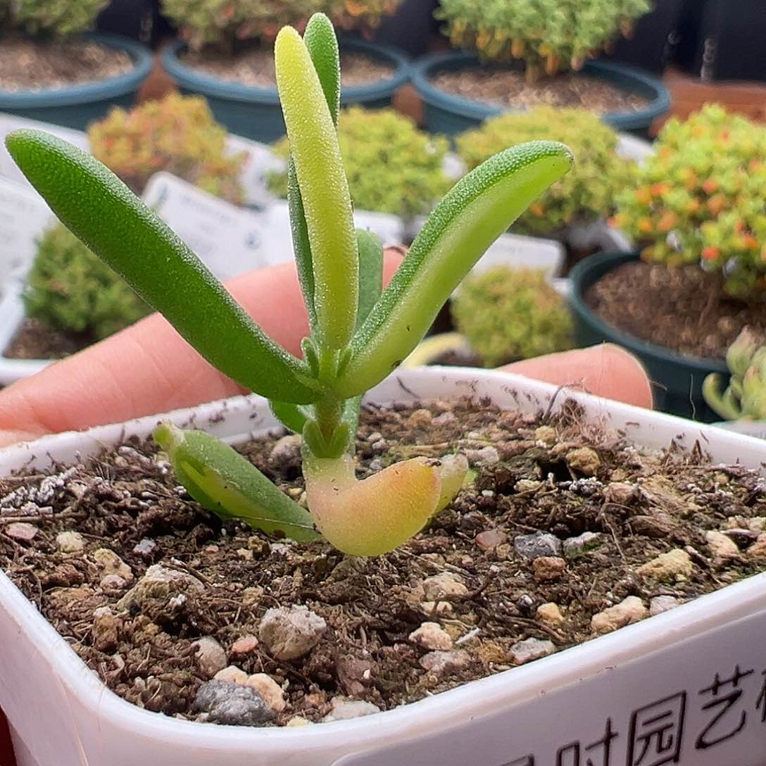 50号香蕉锦1.3多肉