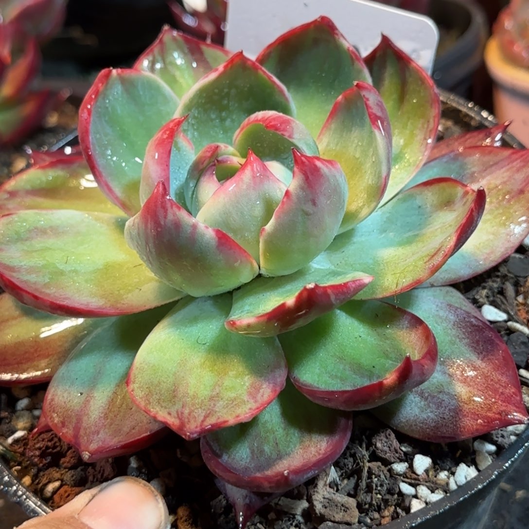 惊鸿一物一拍包装收缩花旱349