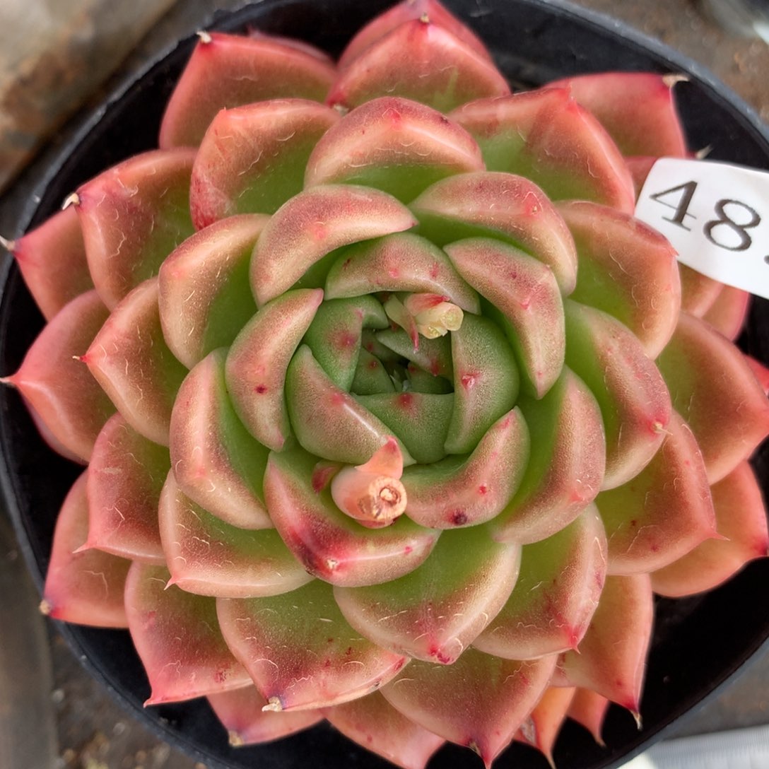 4894杂交多肉植物