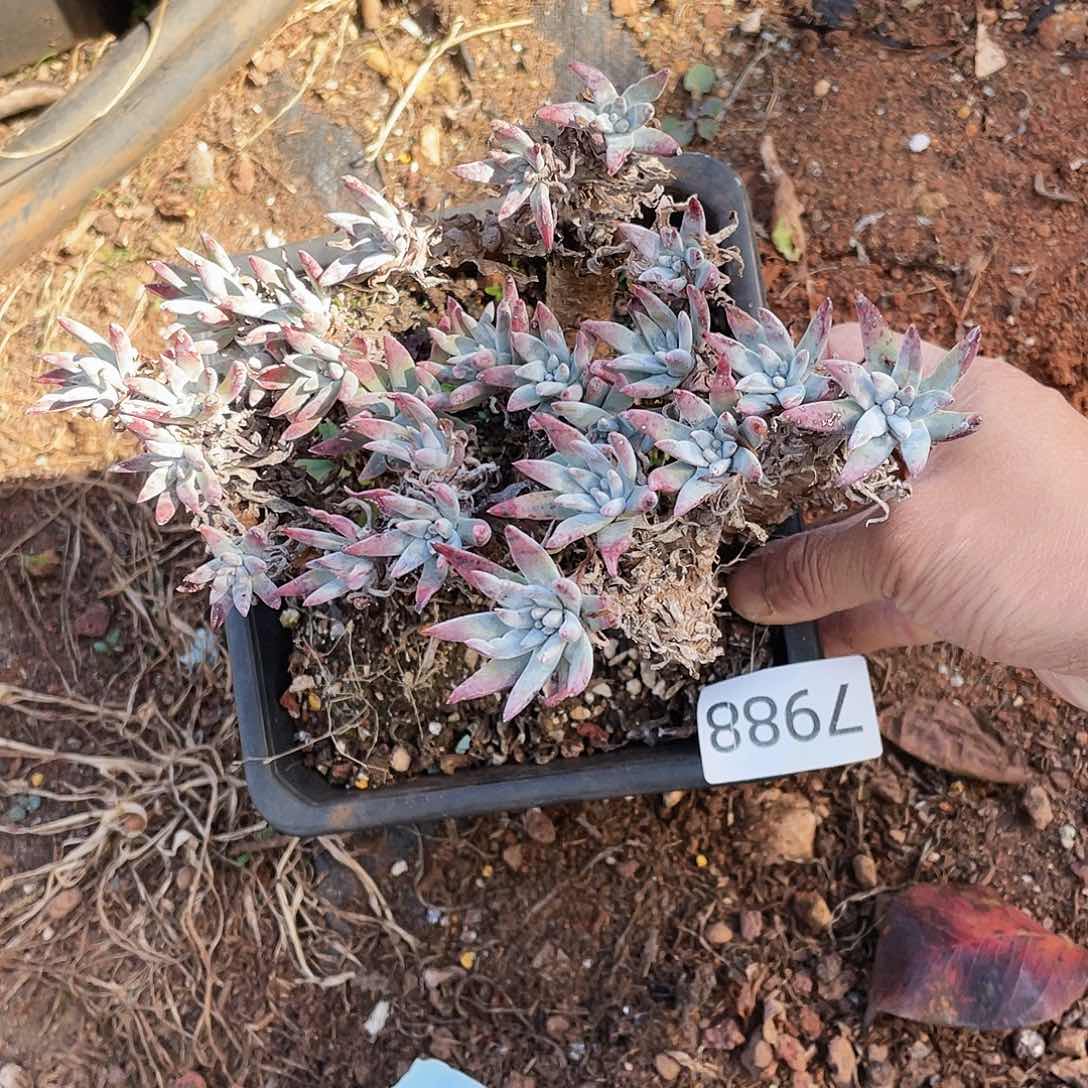 仙女杯多头老桩多头7988