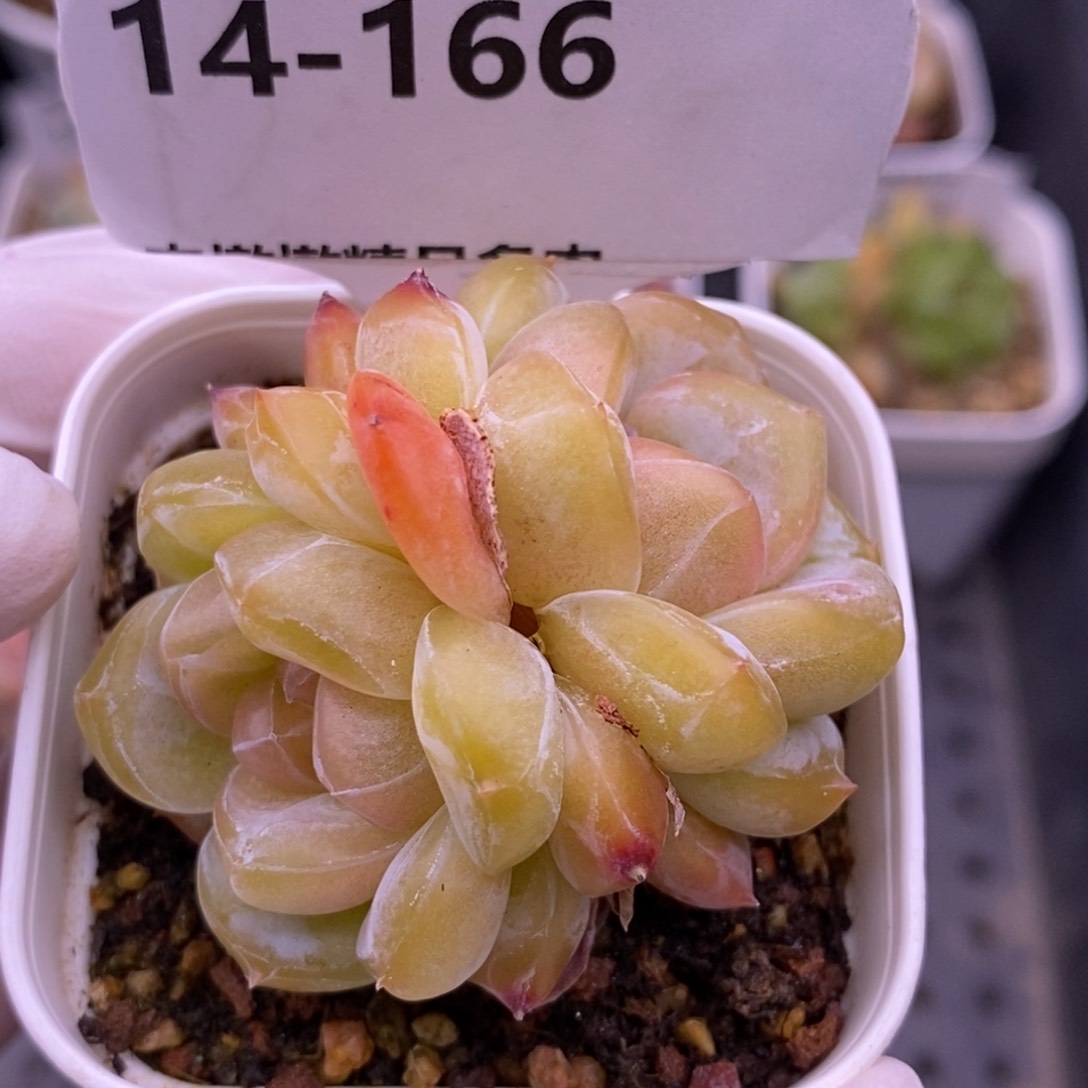 【闪购商品】14-166