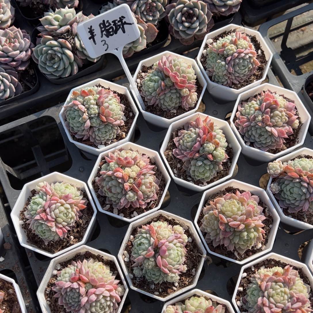 羊脂球群一颗量拍多肉满9.9元包邮