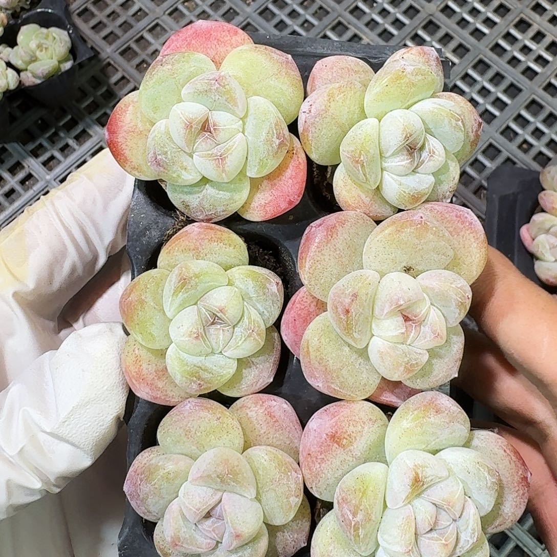 258 号到手1框～一物一拍