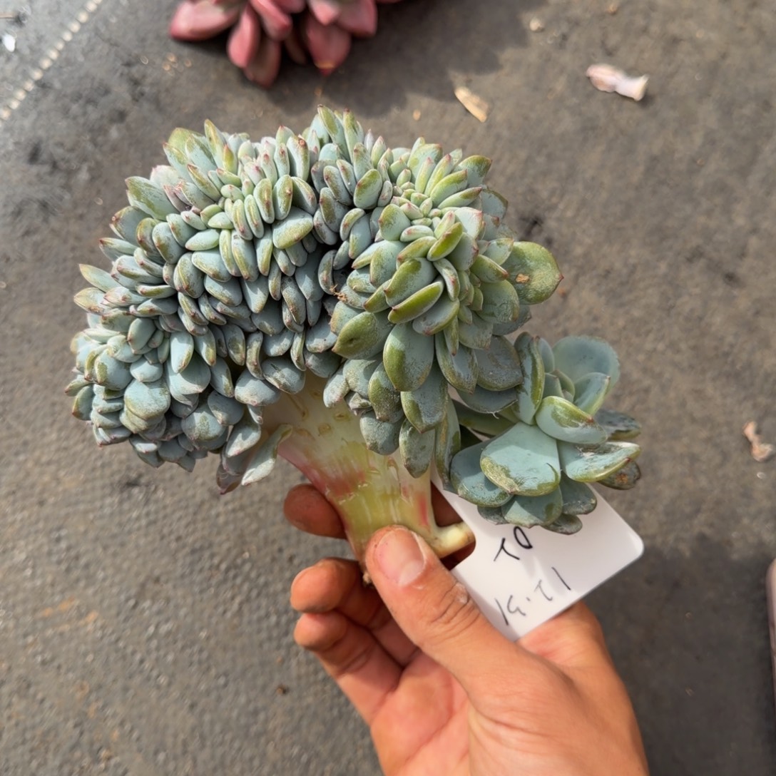 一物一拍凤橙高版缀02