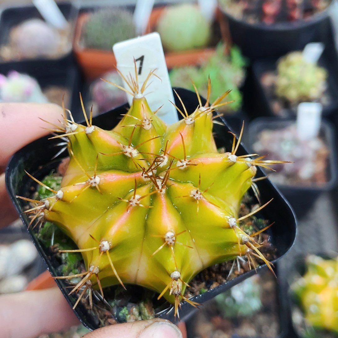 非偏远地区满25包邮仙人球