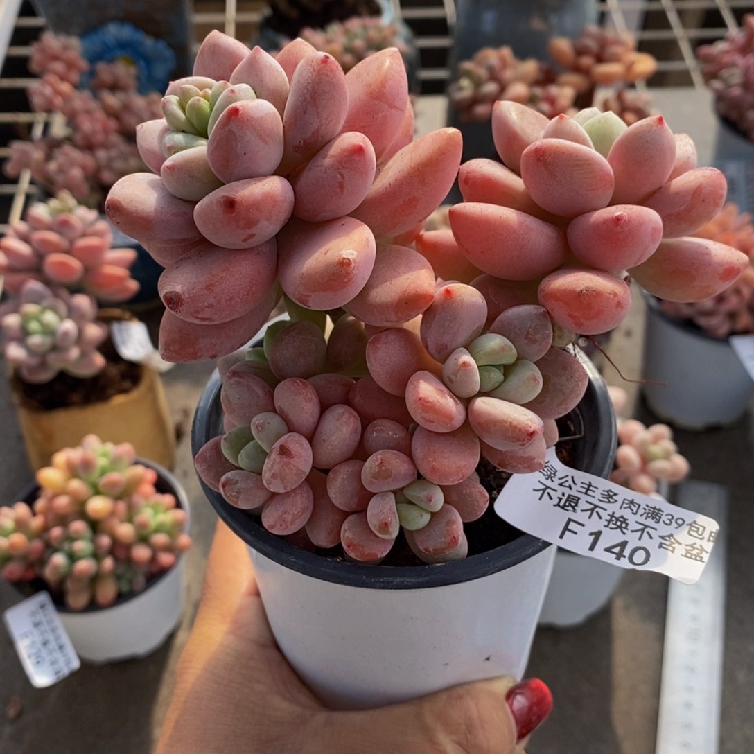 樱花洛神140/10c m