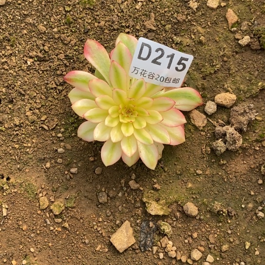 215油画少女高锦多肉植物