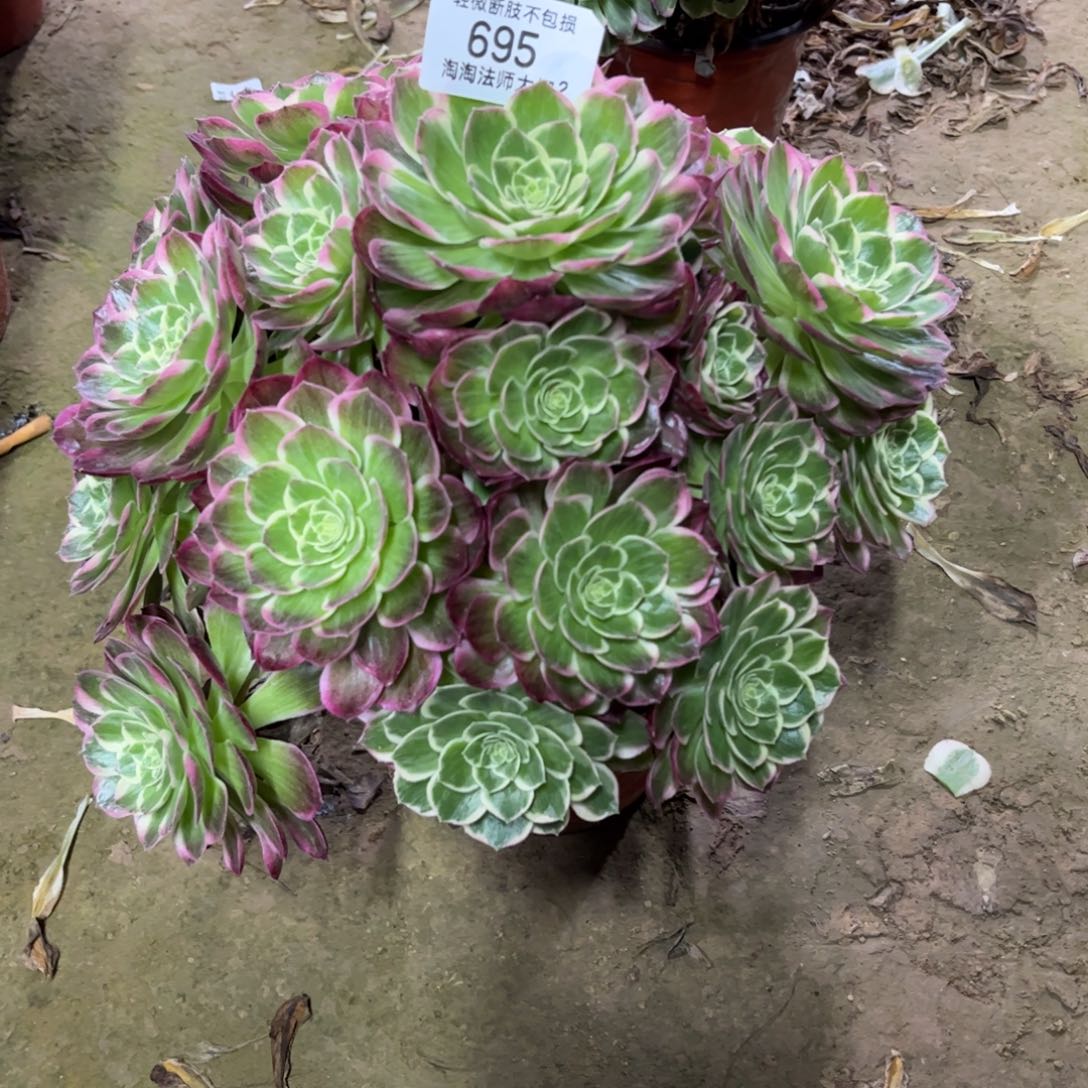 695水蜜桃多肉植物法师